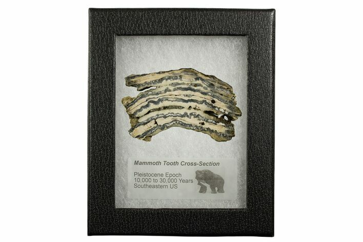 Mammoth Molar Slice With Case - South Carolina #337719